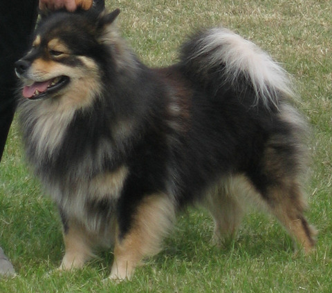 Finnish_Lapphund_Glenchess_Revontuli