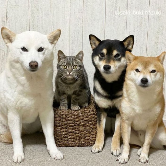 cat-thinks-she-is-dog-saki-ibuki-hazuki-3-5f646cf937e39__700