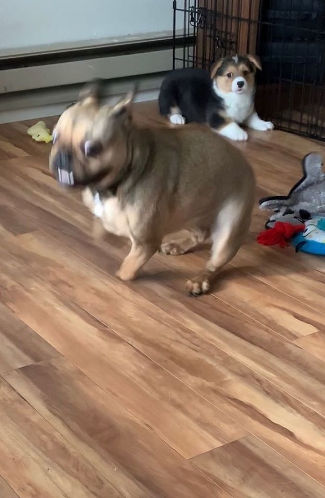 corgis-3-5e5d211756483__700