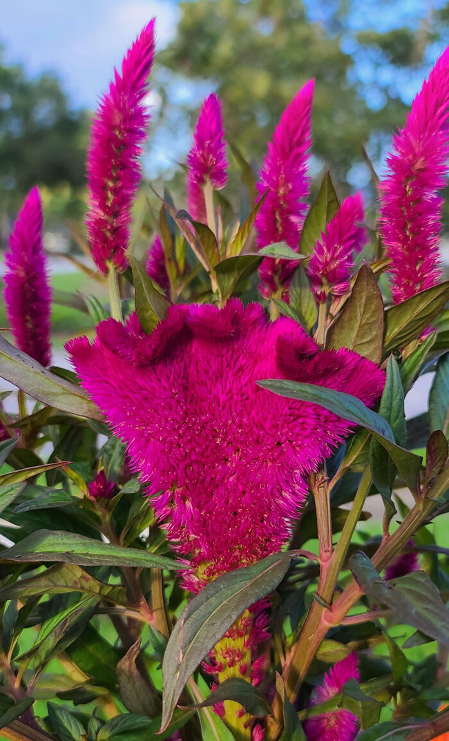 65cdec8bb3138_interesting-plant-fasciation-examples