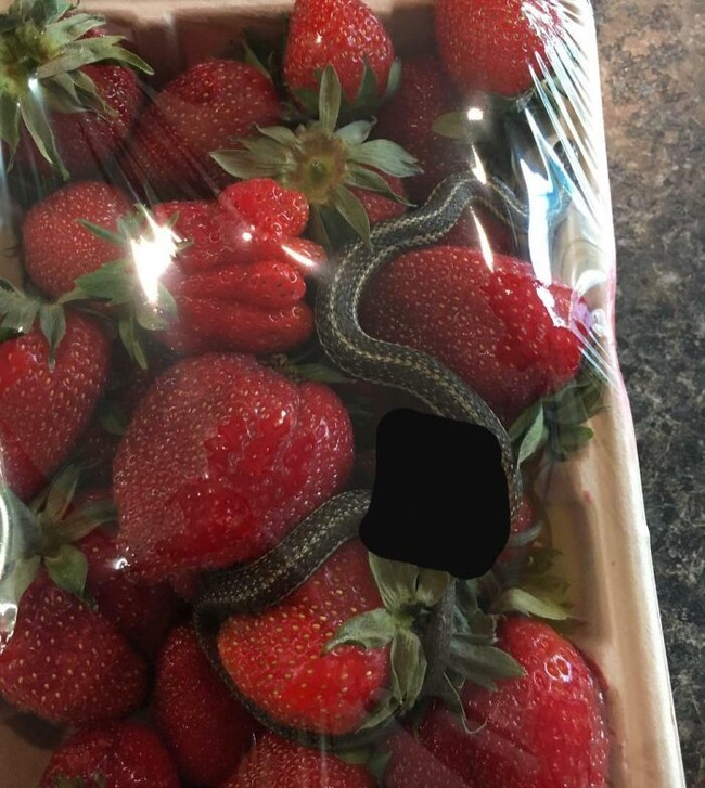 6749aadd3cbca_unusual-finds-in-food