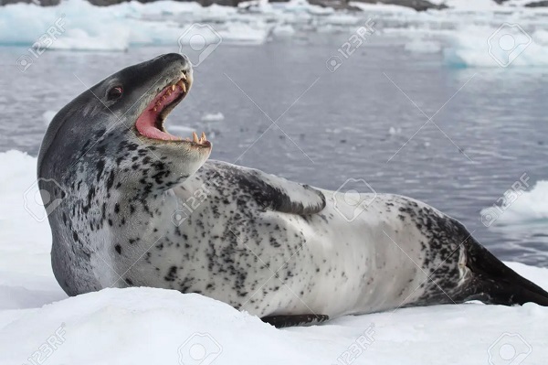 30539821-口を開けて氷の上に横たわるヒョウアザラシ