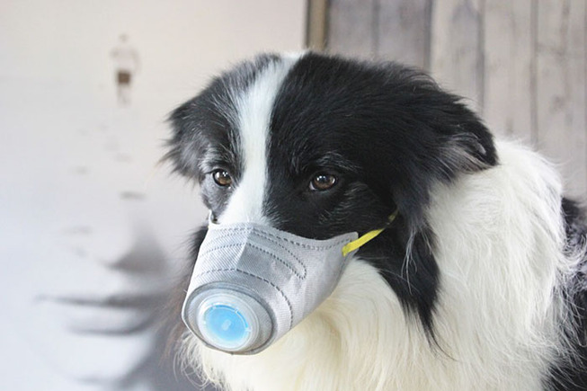 dog-masks-coronavirus-china-8-5e33f624b670f__700