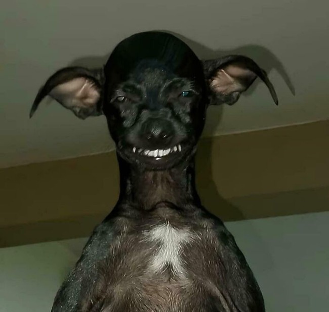6751833b7774c_funny-weird-cryptid-dogs