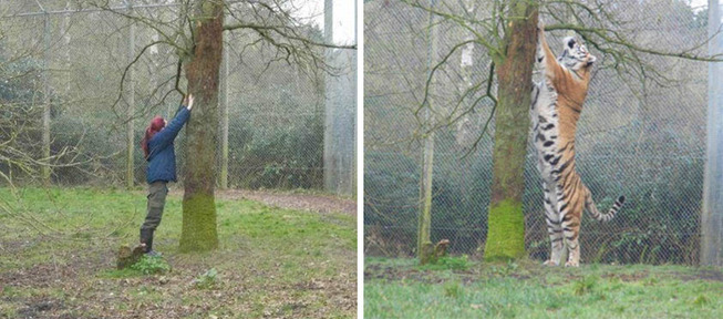 animal-size-comparison-100-5f1e9f3c5e3b5__700