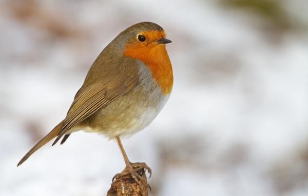 robin
