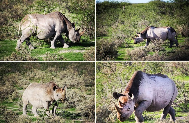 adorable-pregnant-animals-143-6380e7eabe24c__700
