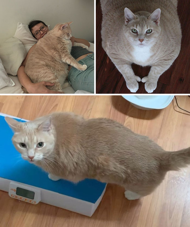fat-cats-losing-weight-before-after-69-5ede3d0e0c455__700