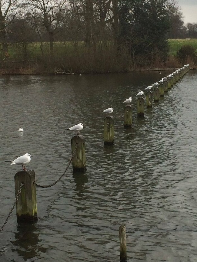 634cf624939c6_glitch-in-the-matrix-doppelganger-animals
