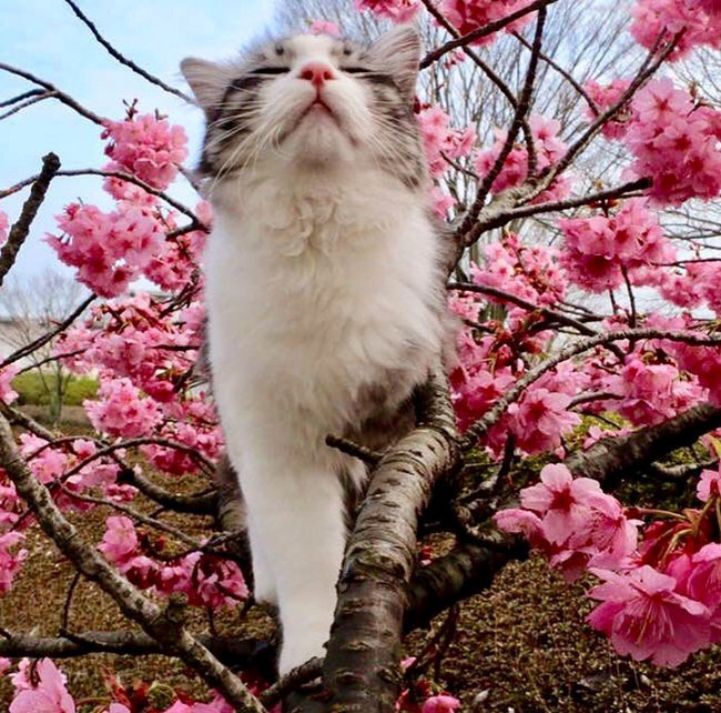 photogenic-cat-noraneko-nyankichi-japan-37-5acdb89e1d3d7__700