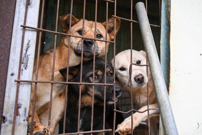 South-Korean-dog-meat-farms-closing-as-attitudes-change