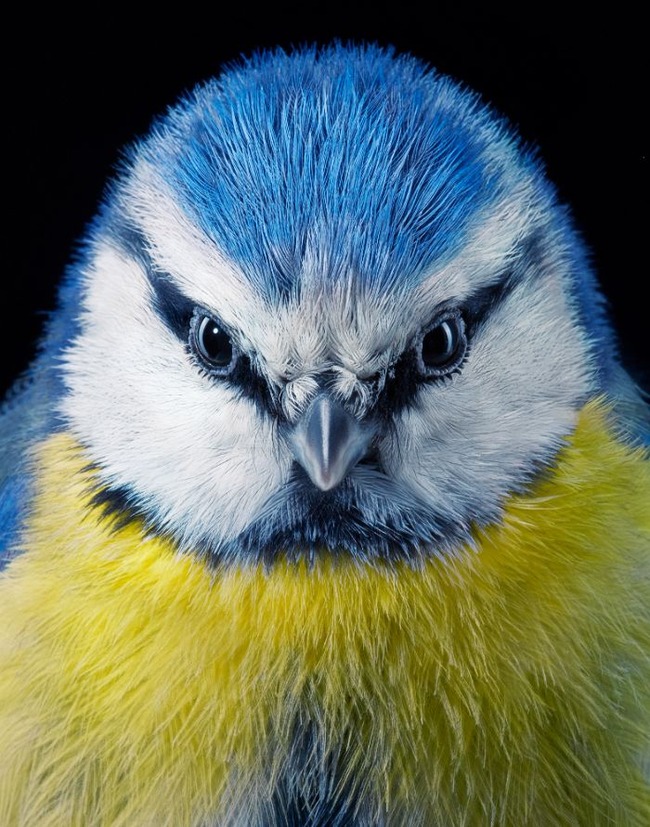 endangered-photo-portraits-birds