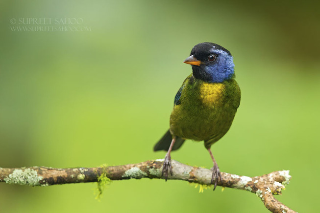 Mossbacked-tanager-5e878bb17ddcc__880