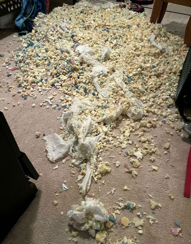 dogs-destroying-things-20-65659797244a0__700