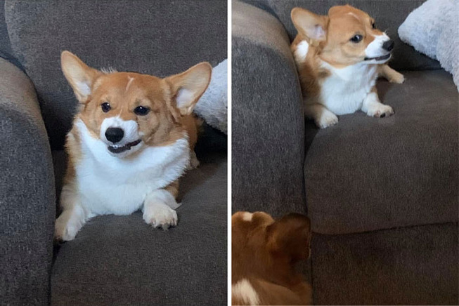 corgis-27-5e5d26e2acb85__700