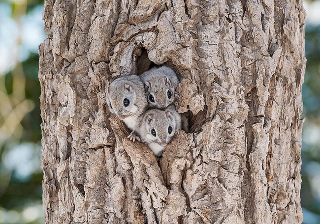 pokemon-japanese-flying-squirrels