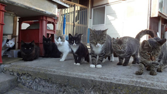 these-two-japanese-islands-have-the-cutest-cat-infestation-6