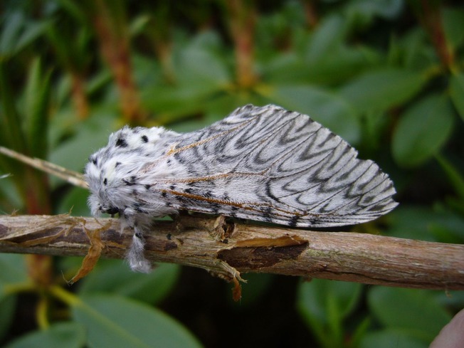 Puss_Moth_1-6170934cabf59