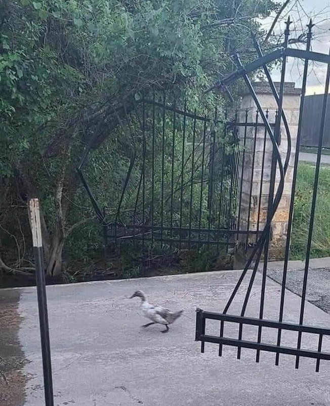 CSv5p40MipC-png__700