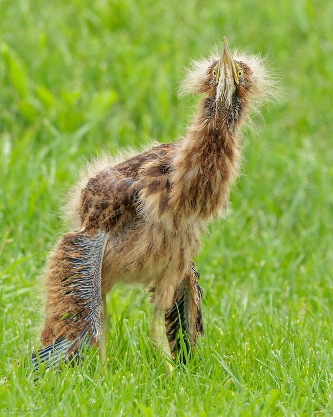 birds-threatening-auras-pics-66978c396518d__700