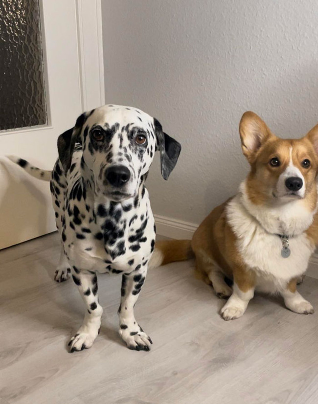 unusual-pets-genetic-mutations-24-65608c4104619__700