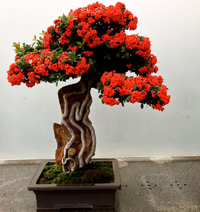 amazing-bonsai-trees-6-5710e79b9f76b__700