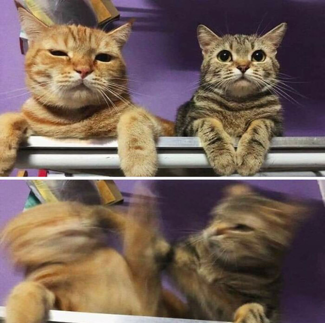 funny-blurry-pictures-of-cats-13-63ce7a6731a9a__700