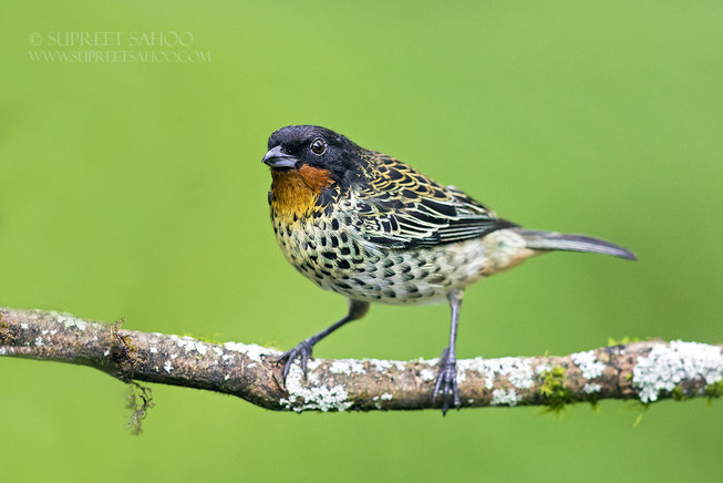 Rufus-throated-tanager-5e878bc9eeb8c__880