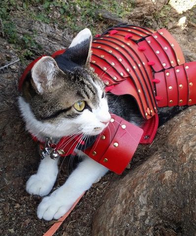 201721121149-thumb-600x1066-280