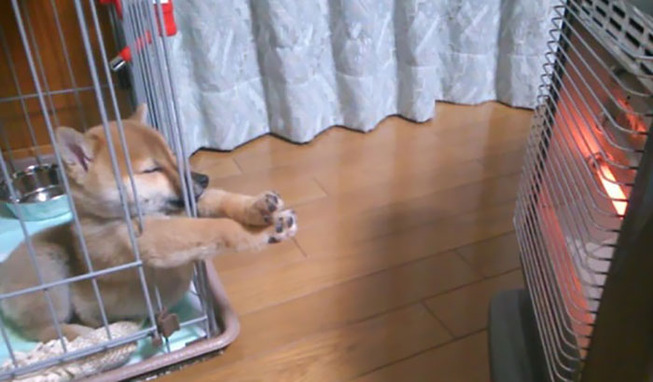funny-dog-sleeping-positions-145-5d68ea83a5744__700