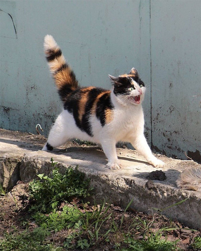 funny-pics-cats-with-powerful-auras-8-62a5b98ea48fb__700