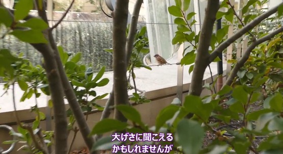 なんばパークス海外の反応