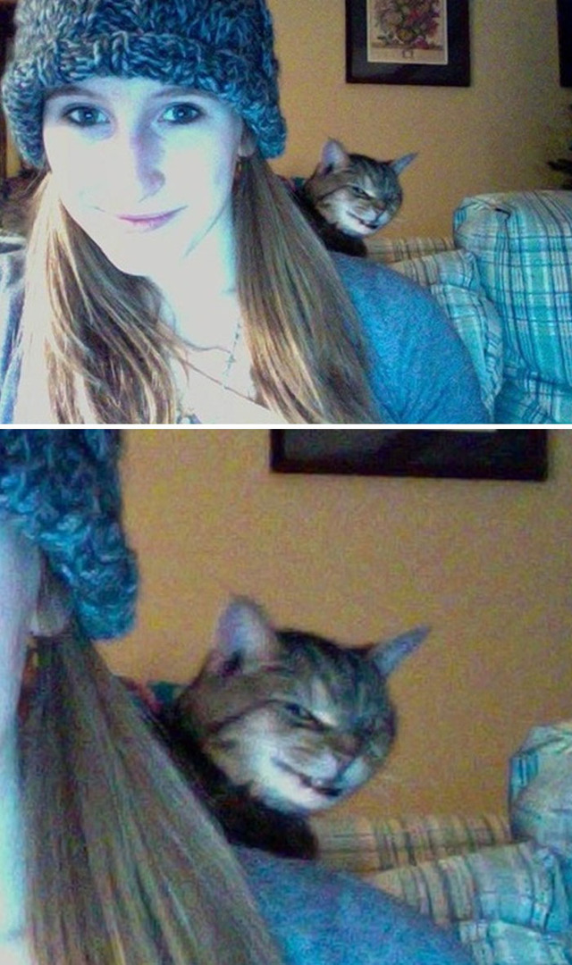 funny-pets-photobombs-2-68a4708cb0565__700