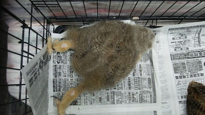 sleeping-baby-owls-face-down-12-5ef2f72c80f42__700