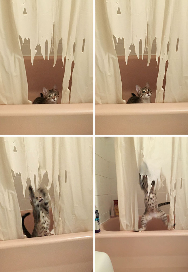 pets-destroying-things-503-6038ccf43f8e0__700