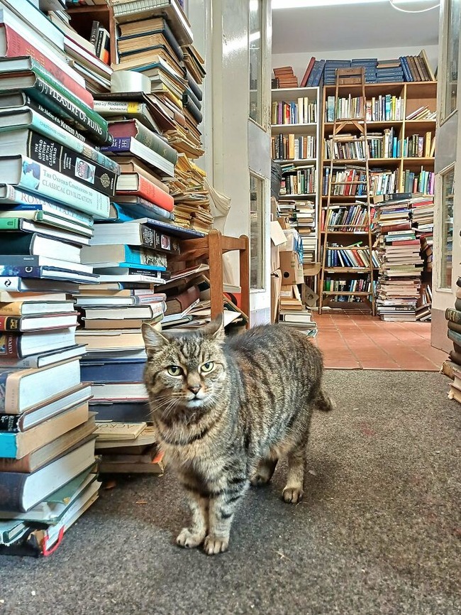 cats-with-jobs-pictures-66fd17410d3b1__700