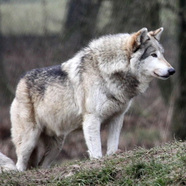 wolf7