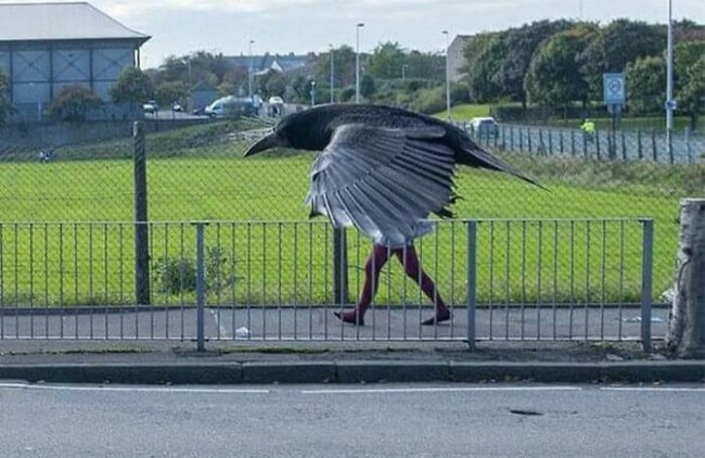 656464d9abe06_funny-birds-threatening-auras