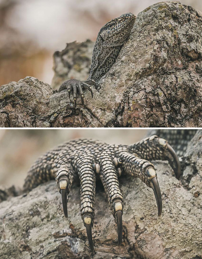 unique-animal-paws-20-6613f12abe802__700
