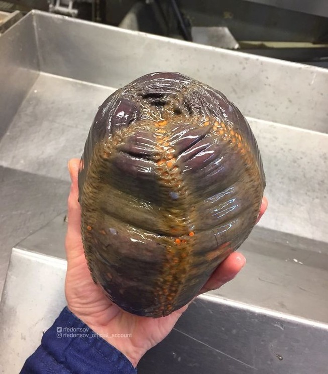 1017419690845409280-png__700