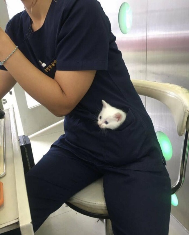cats-with-jobs-pictures-66fd1425ab552__700