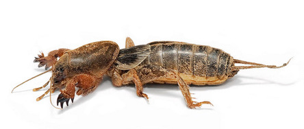 24 - 24 These are mole crickets They are terrifying