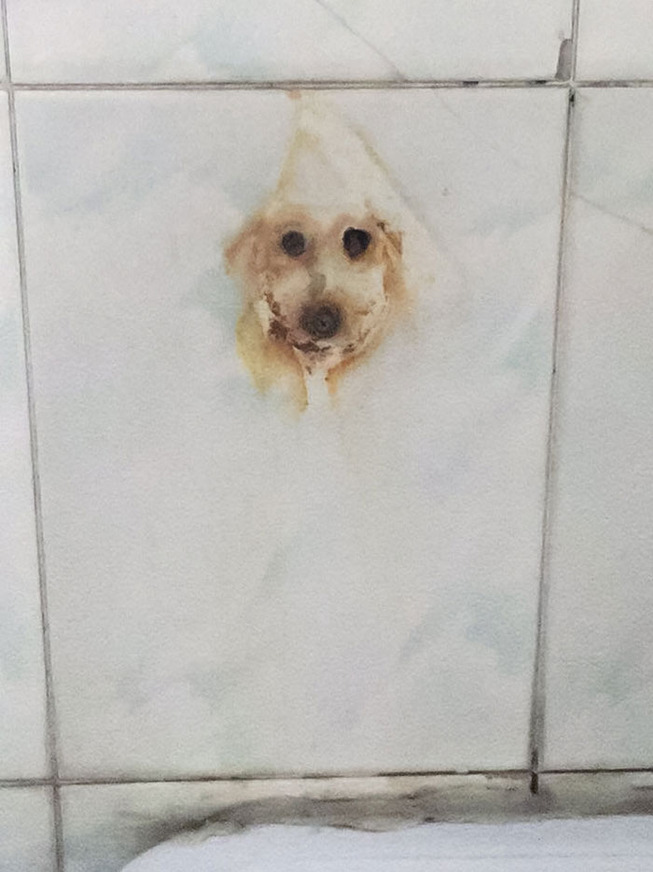 funny-pareidolia-examples-101-5e4cf7d92783b__700