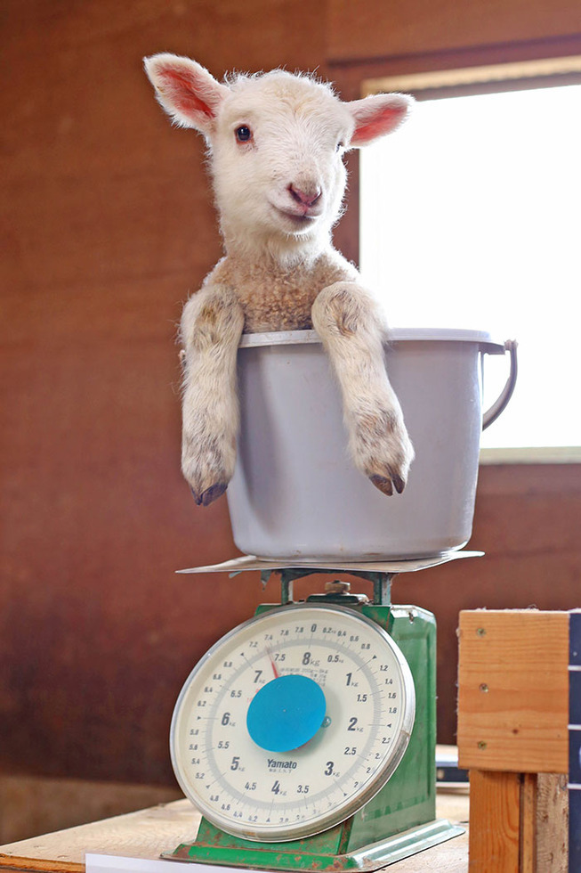 animals-being-weighted-202-5eea1d6fd29e2__700