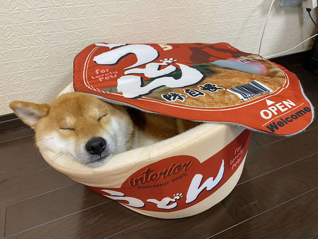 cup-noodle-bed-pet-3-5eb947983ccc9__700