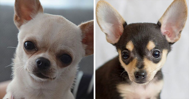 dog-breeds-that-look-similar-5f85a2f2942ec__700