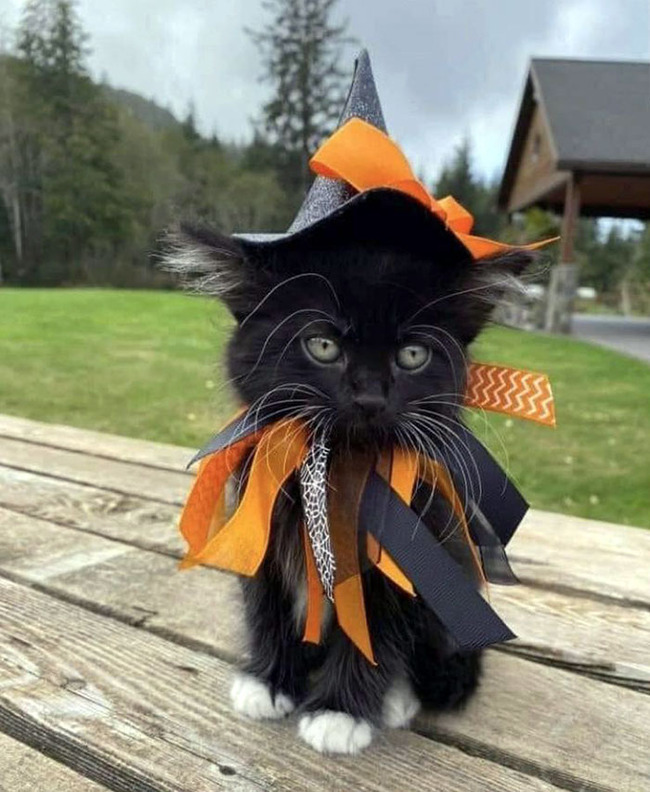 pet-halloween-costumes-75-6532334c29430__700