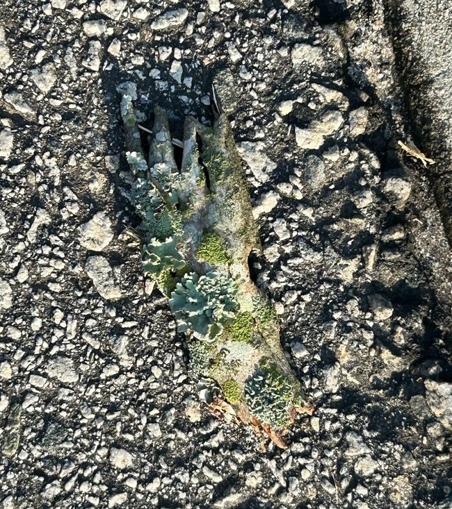 675009a2759a8_d7gsutuppgnd1-jpeg__700