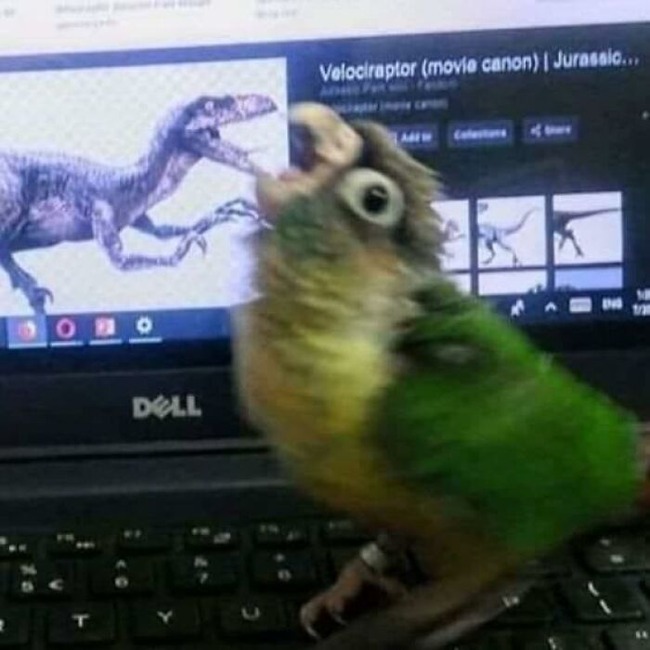 funny-birds-threatening-auras-6564588e01cef__700