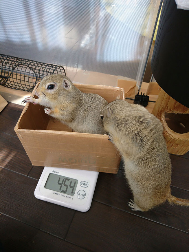 animals-being-weighted-201-5eea1d5ed147d__700
